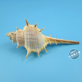 天然海螺贝壳大刺女巫骨螺拍摄道具地台水族箱造景装饰品摆件批发