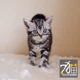 待售【seven的猫咪】CFA注册美短银虎斑银色标准斑MM母猫★黄宝