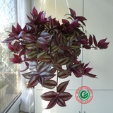 阳台花卉盆栽紫吊兰吊竹梅高端观赏植物吸甲醛防辐射空气净化