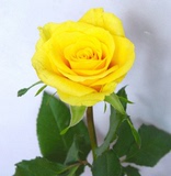 盆栽室内有氧植物玫瑰花苗绿植花卉黄玫瑰花苗黄金时代满18元包邮