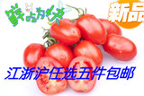 新鲜樱桃番茄圣女果 小番茄 柿子番茄 红宝石 蔬菜水果沙拉500g