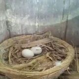 鸽子受精蛋  信鸽种蛋  鸽子孵化蛋 石板 红羽 深雨点(信鸽)