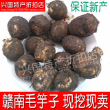 新鲜小毛芋头 香芋头芋艿新鲜蔬菜江西特产农家自种产品赣南芋子