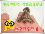 剃刀龟活体乌龟宠物龟麝香龟深水龟刀背龟背甲5-8厘米特价促销