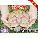 巴西龟乌龟活体宠物龟大巴西彩龟水龟陆龟鳄龟13-24厘米全品包邮