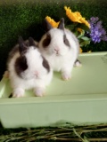 自家繁殖的宠物兔活体侏儒兔各种颜色道奇侏儒兔