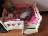 特价狗用品狗狗床品实木宠物床床围床褥枕头被子床垫木质狗窝垫子