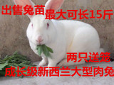 成长系肉兔子活体大型种兔苗活体新西兰肉兔野兔小白兔可长15斤
