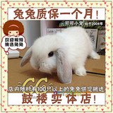 超可爱垂耳兔活体宝宝-香槟色/奶油色 宠物兔［办卡质保一个月］