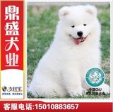 萨摩耶犬宠物纯种萨摩耶幼犬出售白色狗狗雪橇犬天使萨摩耶送货G1