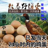 野鸡蛋种蛋 受精蛋 七彩山鸡种蛋 可孵化小鸡的种蛋 20枚包邮促销