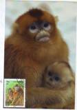 极限片（自然片）—2000-3 国家重点保护野生动物-金丝猴