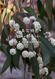 Eucalyptus dives (Peppermint) Oil-薄荷桉树精油10ml-预定