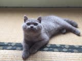 英短短毛猫 蓝猫 幼猫公猫 赛级品相 五短身材骨量足 无折耳基因