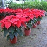 促销秒杀价 圣诞 一品红盆栽 花卉植物红红火火。