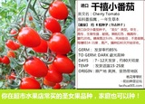 千禧小番茄西红柿种子超甜进口圣女水果四季春播阳台盆栽蔬菜花卉