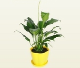 白掌一帆风顺绿植盆栽室内桌面摆放吸甲醛绿色植物创意花卉茶几
