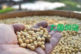 农家自种小黄豆 绝非转基因 可发豆芽的有机大豆 打出豆浆黄咪咪
