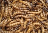 大麦虫 超级面包虫 黄粉虫 蜘蛛活体饲料 1元7条 4厘米左右
