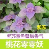 B54紫叶苏 香草种子阳台盆栽食用蔬菜瓜水果冬季四季春播种植包邮
