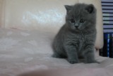 赛级英短幼猫 超好品相 大腮五短身材 未来种公蓝猫（售出欣赏）
