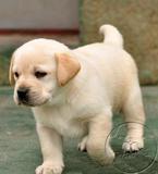 赛级拉布拉多幼犬 出售导盲犬宠物狗狗 奶白色黑色 上门视频看狗