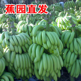 当季水果云南农家特产banana新鲜青香蕉水果批发500克1斤无催熟剂
