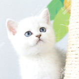 英国短毛 纯种银渐层 苏格兰折耳 纯种英短猫 幼猫 支持花呗活体