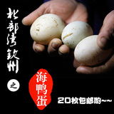 广西北部湾特产钦州红树林正宗新鲜生海鸭蛋土宝鸭蛋20枚包邮