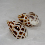 天然东风螺 5-6cm鱼缸贝壳海螺 收藏创意工艺礼品 家居装饰摆设品