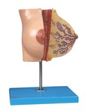 静止期女性乳房解剖模型女性乳房模型乳房教学模型