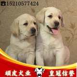 北京纯种家养拉布拉多幼犬 奶白色中型犬 聪明的导盲犬可送货上门