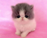 加菲猫宠物猫咪/异国短毛猫/家养纯种短毛/幼猫活体黑白弟弟公猫