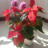 一品红盆栽 叶色艳丽 客厅卧室高档观花植物 四季观花 喜庆送礼用