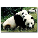 可爱熊猫国宝动物园挂画海报装饰画壁画墙画贴画无框画单幅定制