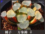 日本 代购 奈良 爱仙园 仙人掌多肉植物十二卷 瓦苇 万象种子