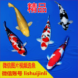 进口一代鱼日本纯种锦鲤活体白金黄金龙凤批发红白大正昭和金鱼
