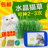 包邮 水晶猫草套装去毛球助消化营养液猫薄荷宠物猫猫零食送玩具