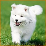 纯种萨摩耶幼犬狗狗出售 宠物萨摩耶犬北京地区可送货上门挑选S5
