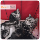 Mewer。家养美短 银虎斑 标准斑 妹妹MM 花纹清晰 Gogo的二妹妹