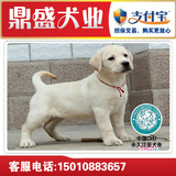 犬舍出售双血统奶白拉布拉多幼犬健康宠物犬狗狗疫苗做齐家养送货