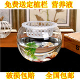 玻璃花瓶圆球大号 透明圆球 风信子绿萝等花盆 小号水培植物器皿