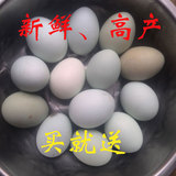 高产绿壳蛋鸡种蛋五黑一绿种蛋受精蛋可孵化小鸡免邮破损包赔