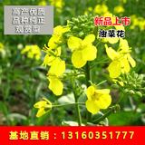 批发高产观赏型油菜花种子美国油王榨油原料非转基因蔬菜籽