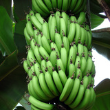 福建漳州农家天宝特产banana新鲜青香蕉水果批发包邮4斤无催熟剂