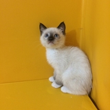 5月更新 布偶猫 重点色白手套 公猫 弟弟 活体幼崽幼猫 长毛