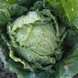 新鲜蔬菜种植、采摘、清洗，供应绿色、安全、健康青菜！！