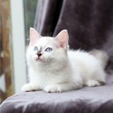 布偶猫幼猫 海豹色布偶猫 双色布偶猫 宠物纯种猫活体 支持花呗
