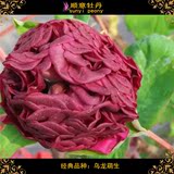 预售2016-牡丹花苗-乌龙萌生-大花型-可盆栽-包成活
