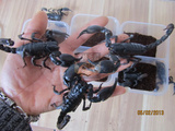 特价宠物活体雨林蝎子假帝王11-13厘米送饲养套餐包邮热卖中